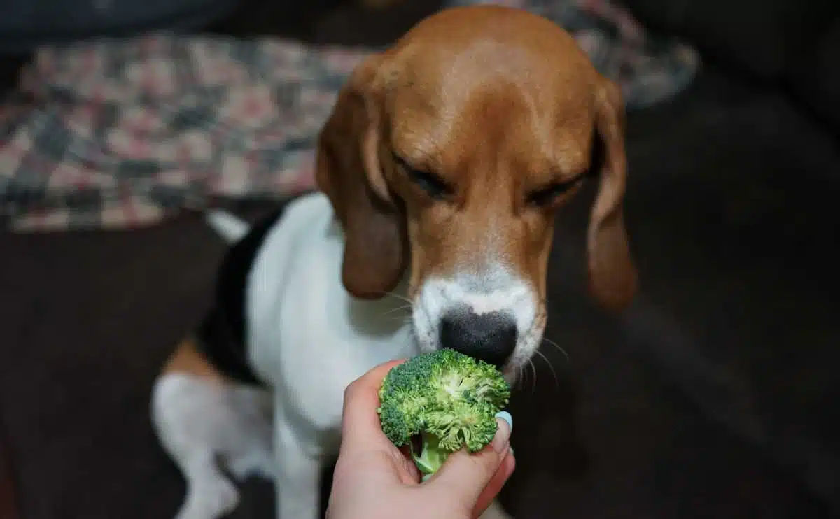 Beagle hond die broccoli groente eet.