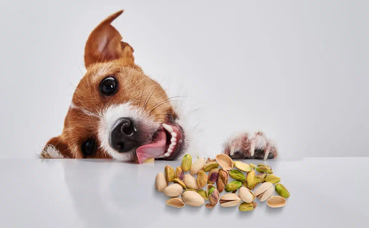 Hond die een stapel pistachenoten van een lijst probeert te eten.