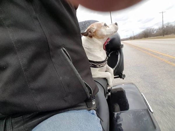 Motorrijder ziet dat een hond aan de kant van de weg wordt mishandeld en stopt onmiddellijk