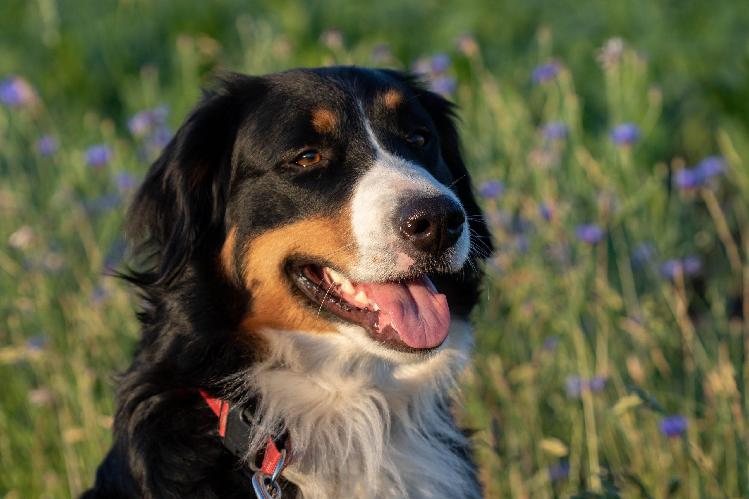 Reizen met een Berner Sennenhond: tips voor succes