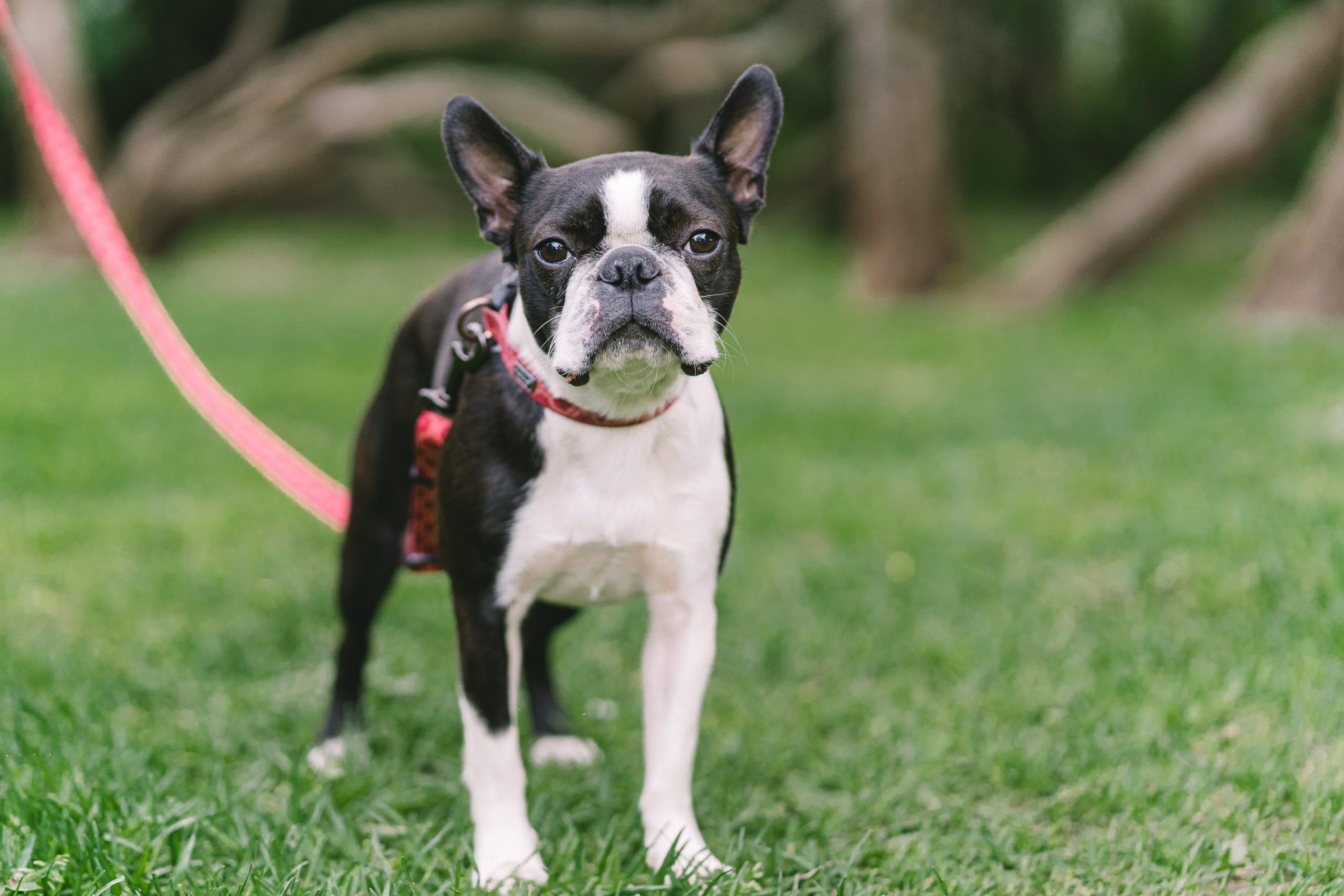 Reizen met een Boston Terrier: tips voor succes