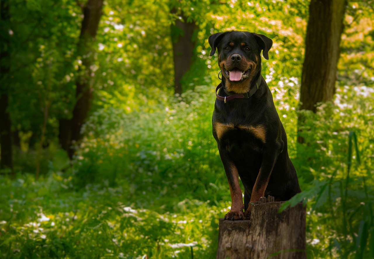 Reizen met een Rottweiler: tips voor succes
