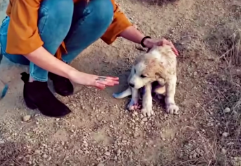 Reizend Paar vindt Puppy op een Berg die in Blauwe Nevelverf wordt behandeld