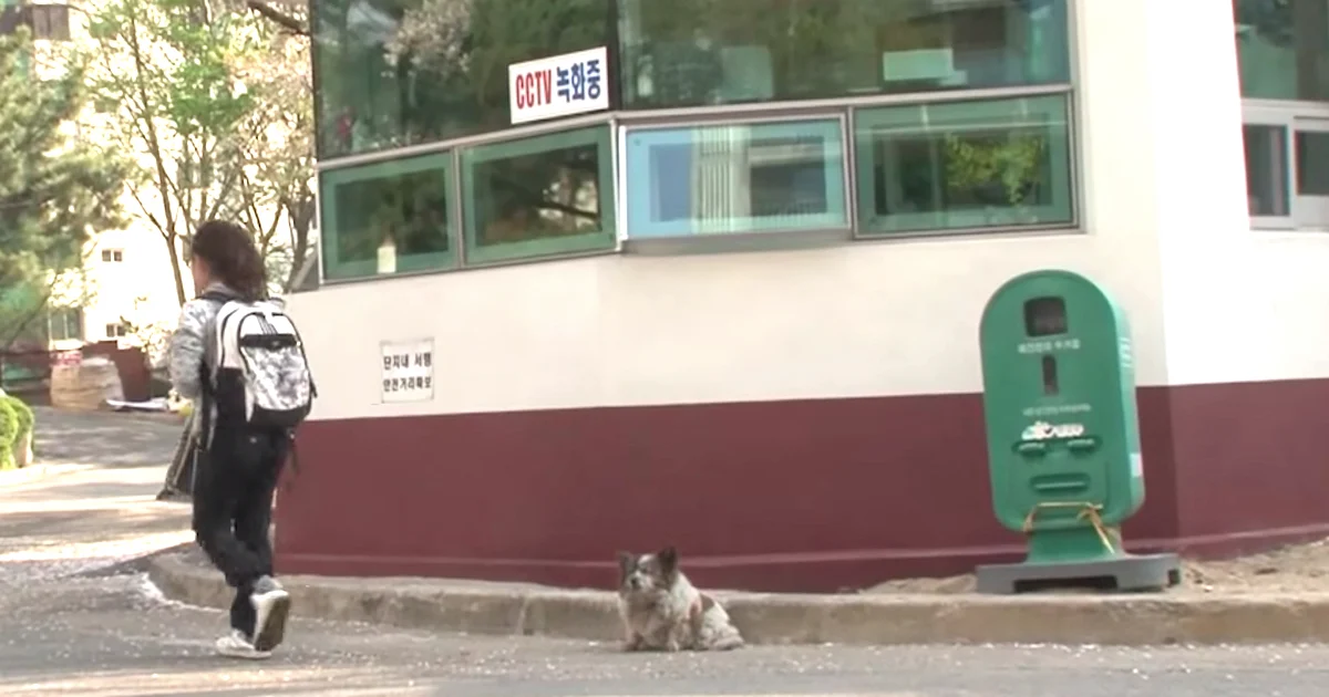 Verlaten blinde hond wacht op zijn plaats voor haar baasjes om terug te keren