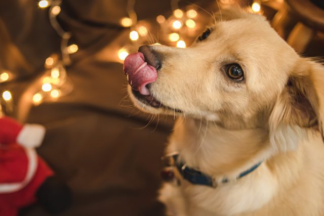 Hond die om Kerstmisvoedsel bedelt