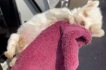 Vrouw wiegde pasgeboren pup sterven op hete stoep, biddend 'liefde vonken leven'