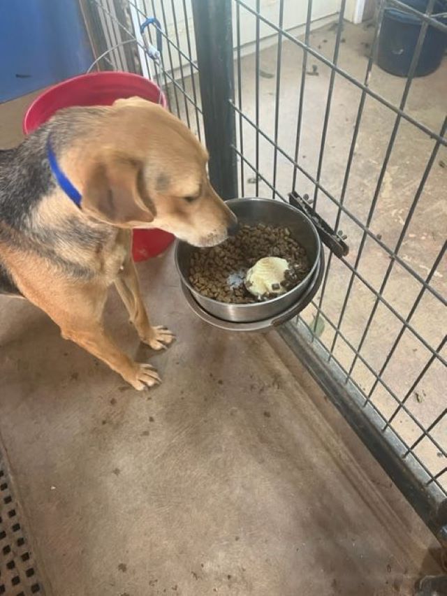 Donatie van voedsel voor het eten van honden