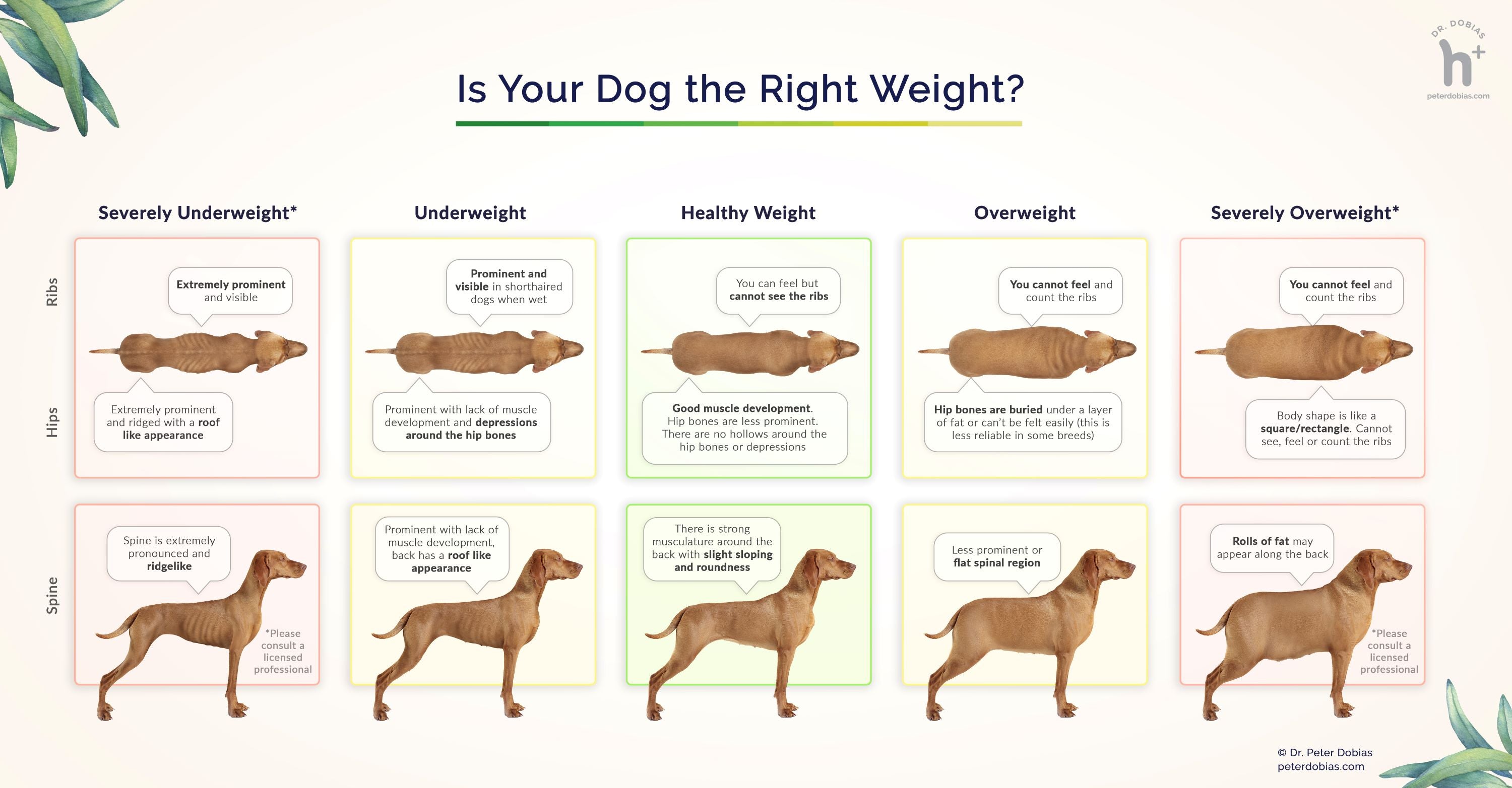 De Grafiek van de lichaamsconditie van de hond