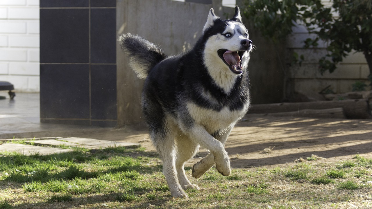 10 hondenrassen die veranderen in hilarische dramakoninginnen