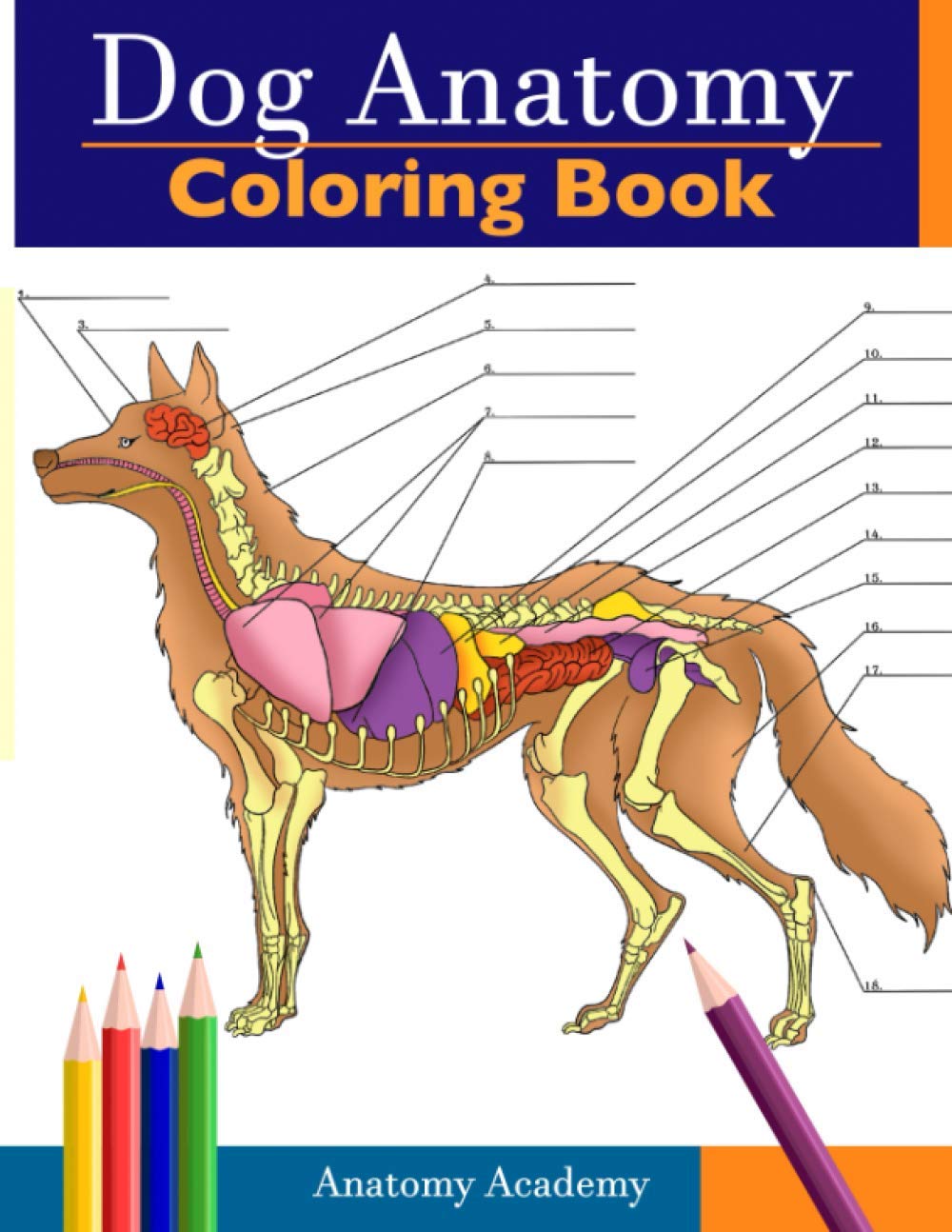 Kleurboek voor hondenanatomie: ongelooflijk gedetailleerd zelftestkleurboek voor de anatomie van honden