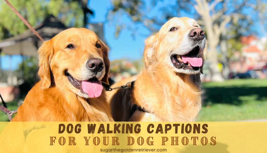 Beste bijschriften voor het uitlaten van honden voor uw hondenfoto's