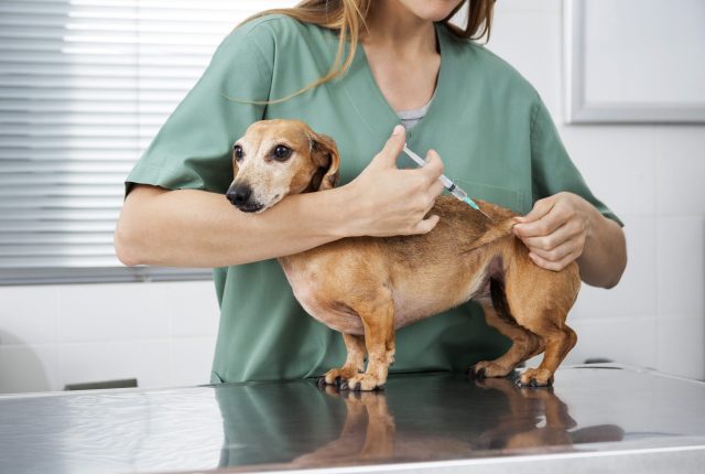 Welke vaccinaties hebben honden nodig?