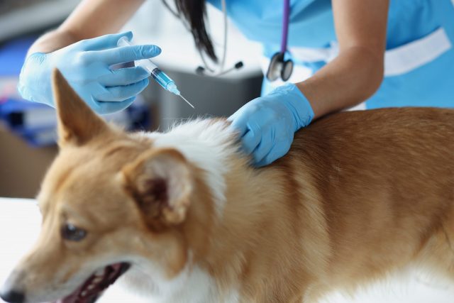 Vaccins voor honden