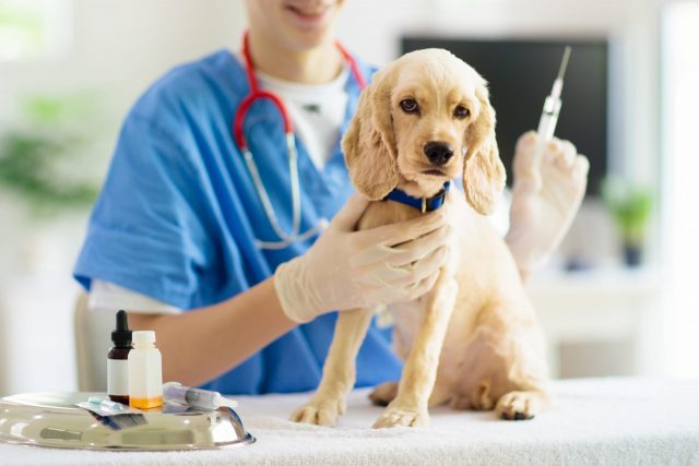 Vaccins voor honden