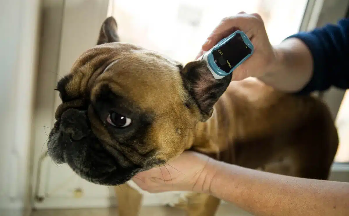 Franse Bulldog krijgt ooronderzoek bij dierenarts.