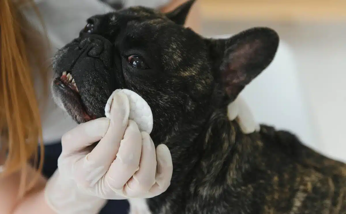 Een close-up van Franse Bulldog en dierenarts die hondenoog afvegen.