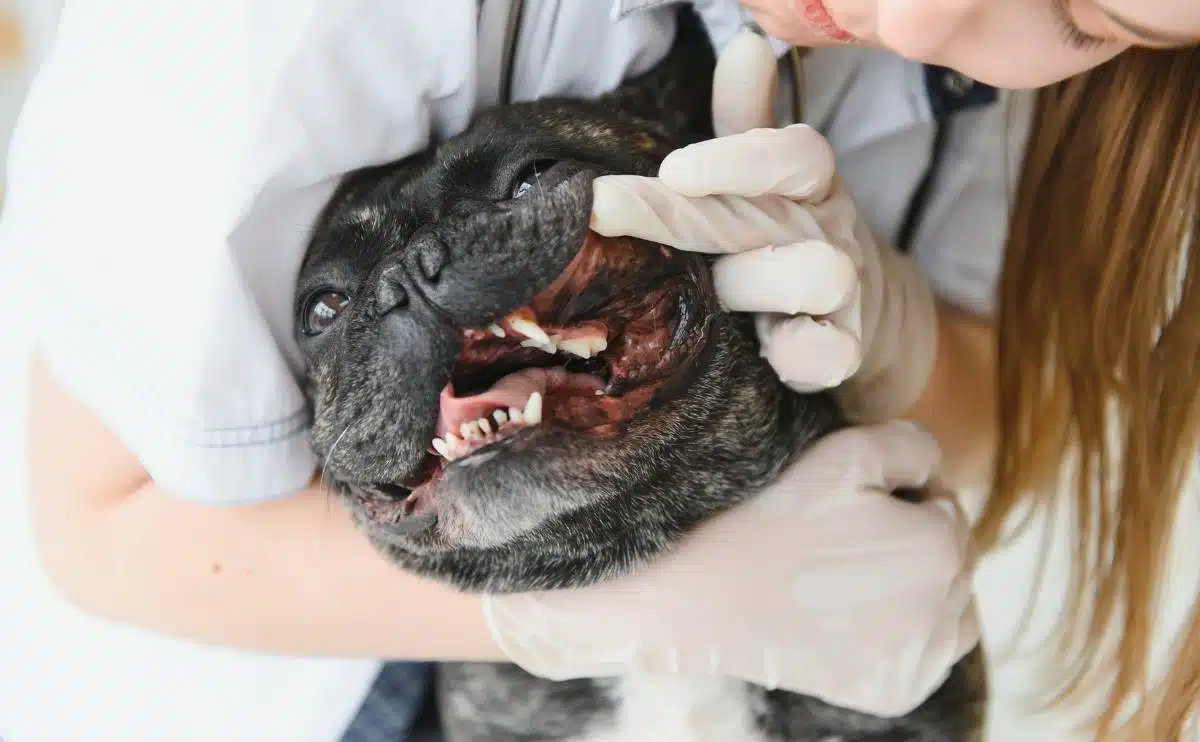 Een dierenarts in de kliniek onderzoekt het gebit van een Franse Bulldog.