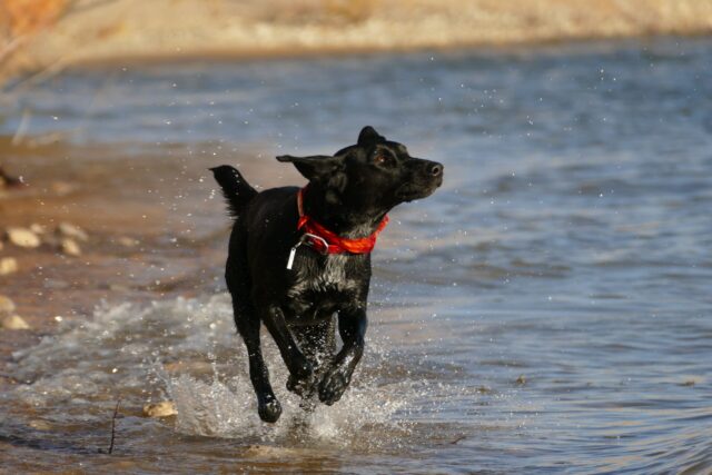 Hond die in water loopt