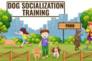 Socialisatietraining voor honden