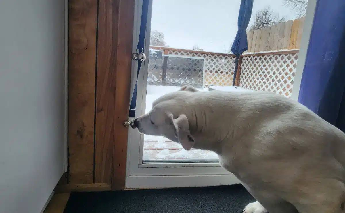 Een grotere witte hond met behulp van deurbel met neus.