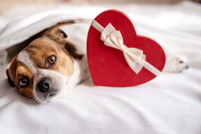 Hond met Valentijnsdaggift