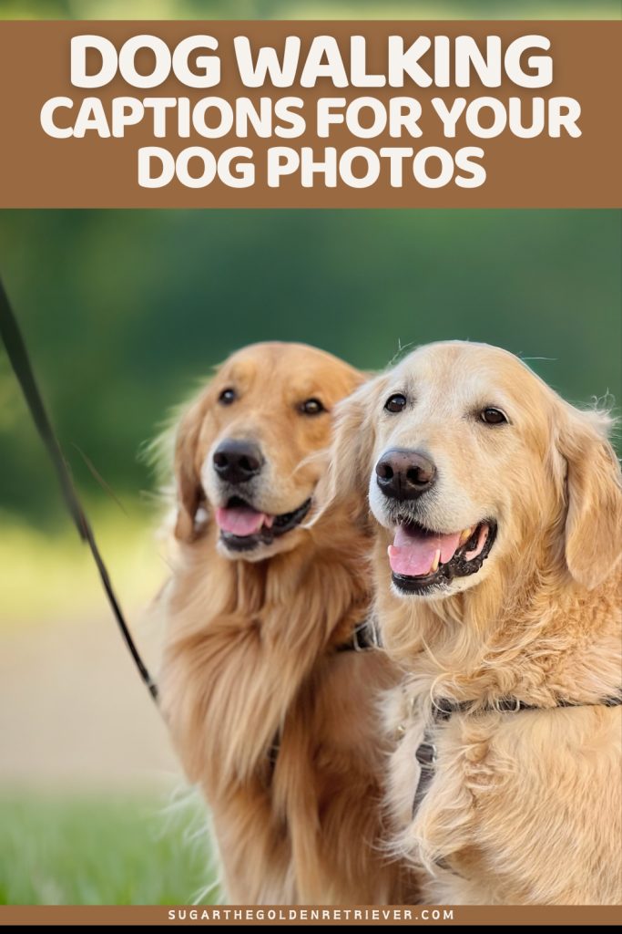 Hondenbijschriften voor uw hondenfoto's