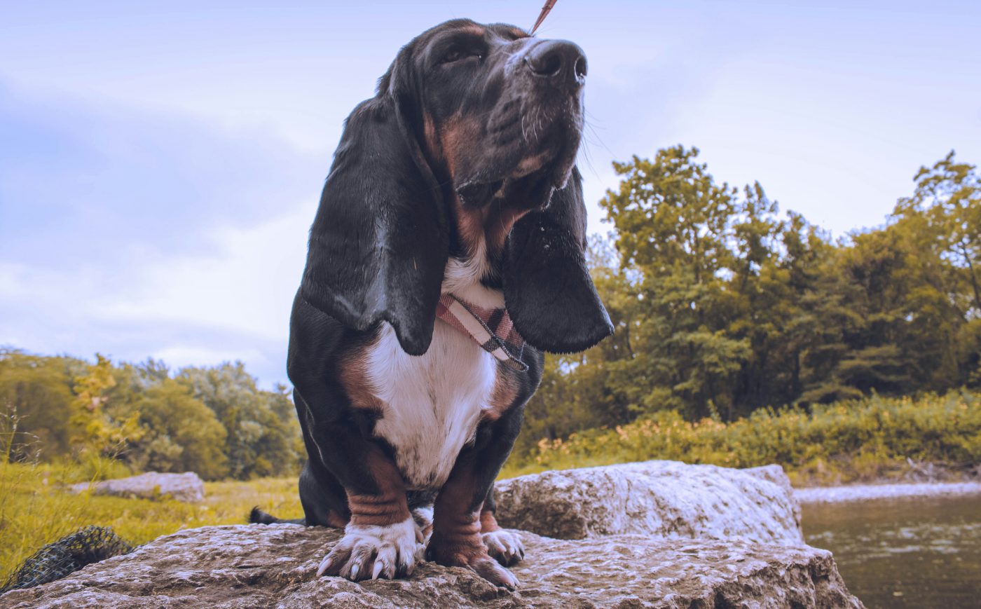 6 hondenrassen waarvan de pogingen om waakhonden te zijn komisch niet overtuigend zijn