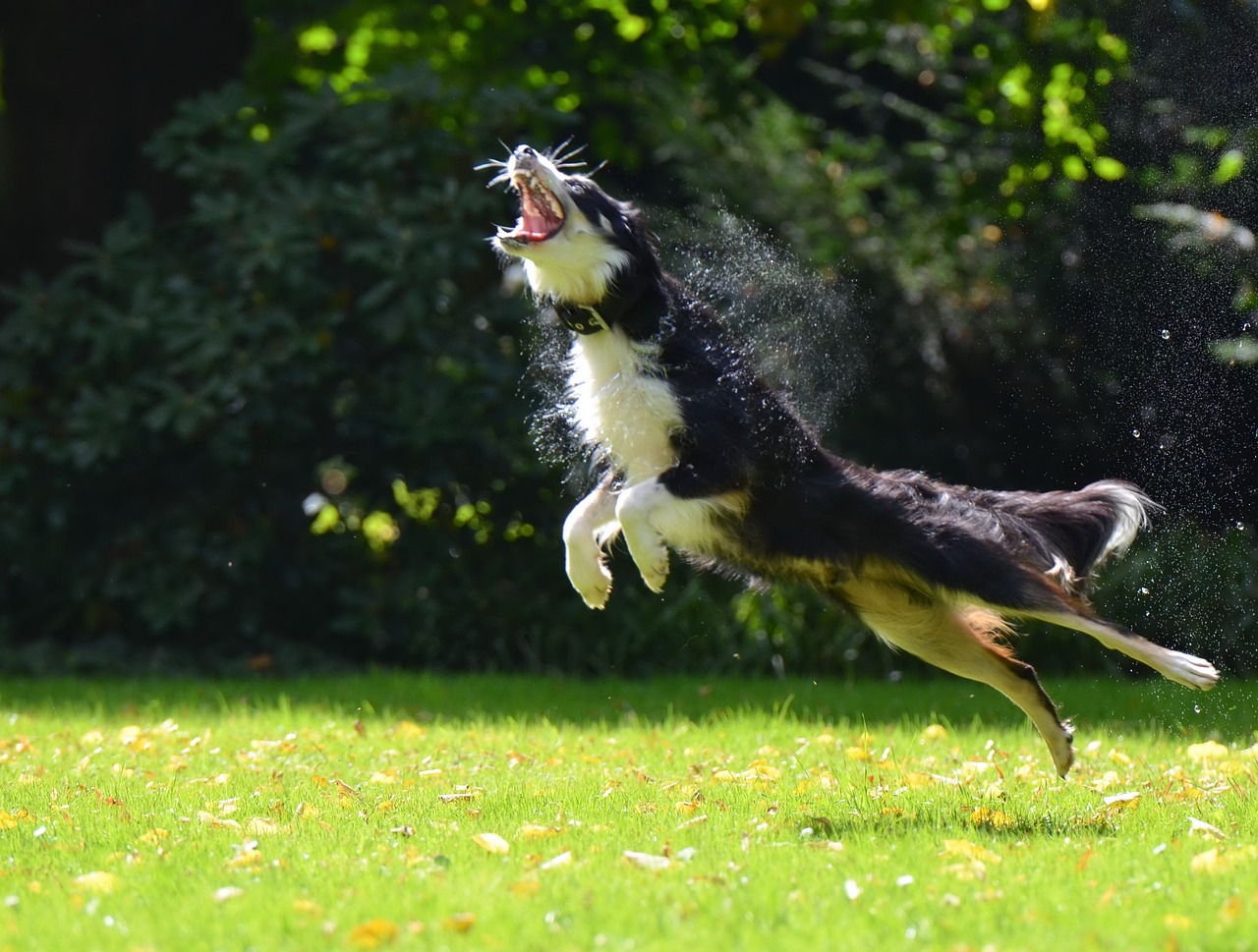 8 hondenrassen die bekend staan om hun ongelooflijke spring- en springvermogen