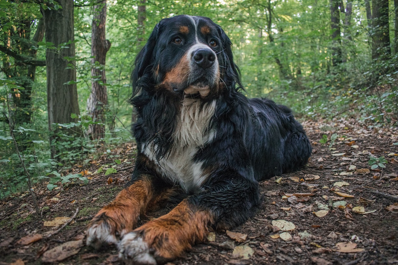 8 hondenrassen die perfect zijn voor het leven in bergachtige gebieden