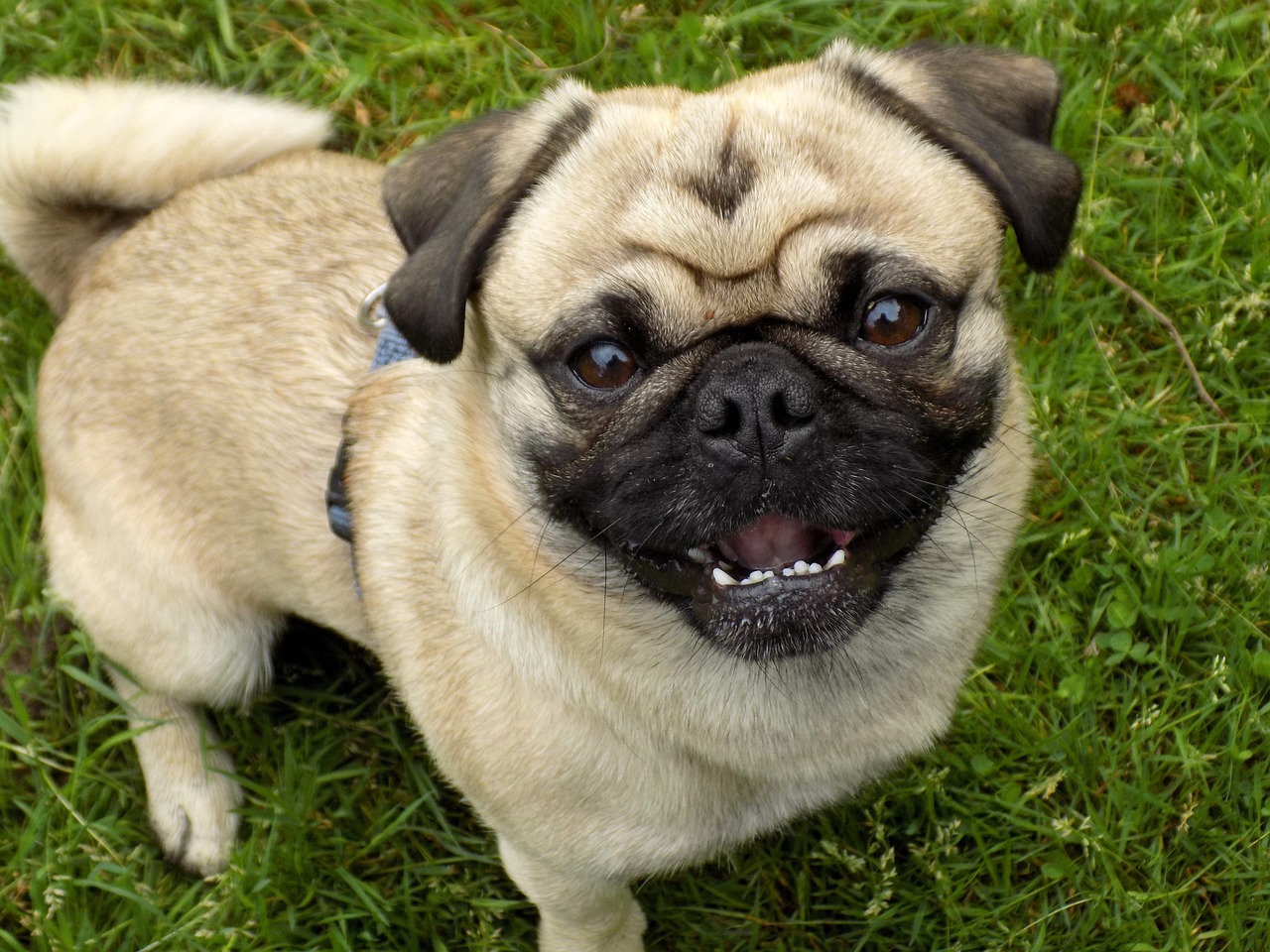 8 hondenrassen met de grappigste uitdrukkingen als ze in de war zijn
