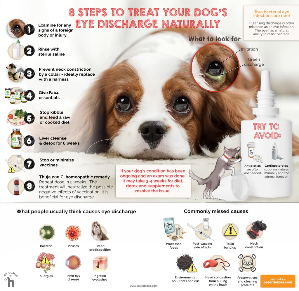Hoe oogafscheiding bij honden thuis te behandelen?