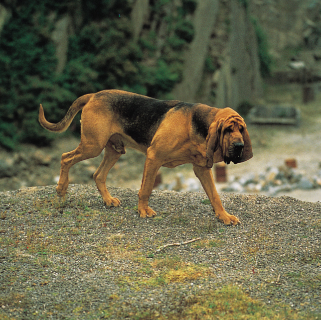 De 10 beste Bloodhound-activiteitstrackers voor 2023