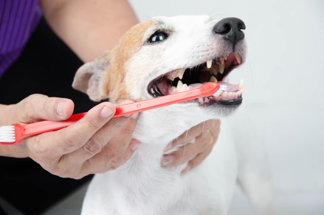 Tandenpoetsen van de hond