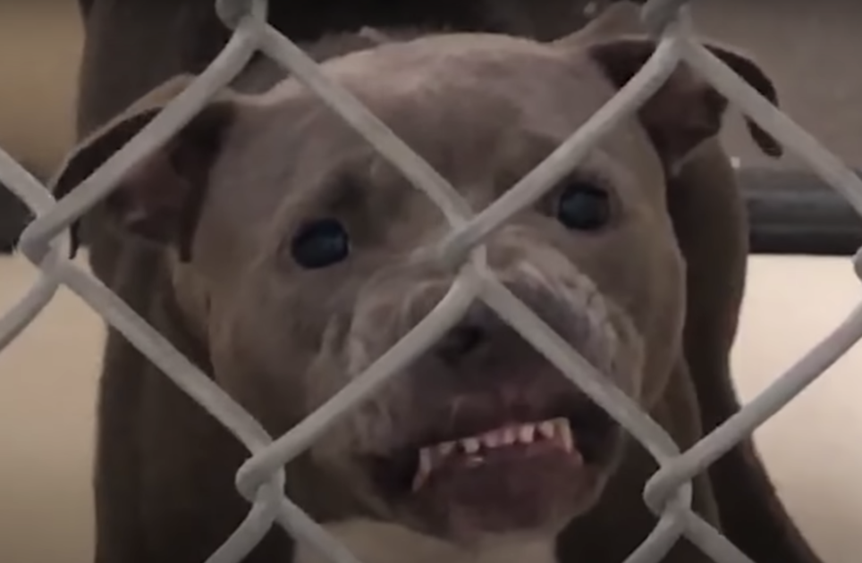 Grommende pitbull mocht niet worden geadopteerd, maar hondenliefhebber maakte er haar 'missie' van
