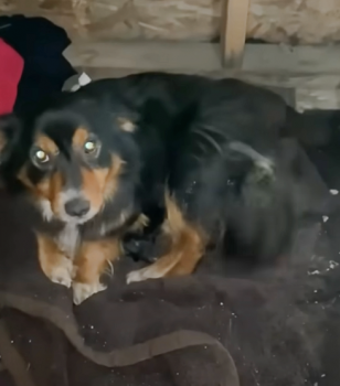 Guy gaat naar een vochtige schuur en vindt een hond die erin woont en een enkele pup verbergt