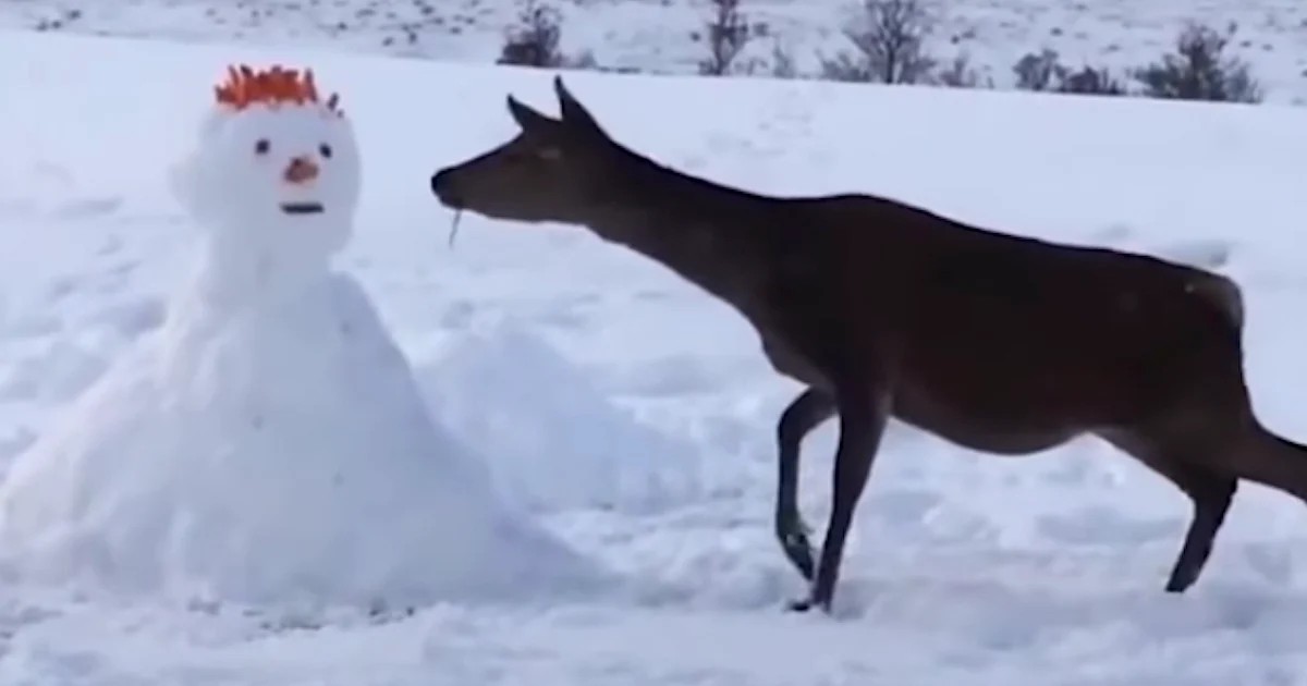 Hert komt sneeuwpop tegen, 'verslindt' hem helemaal