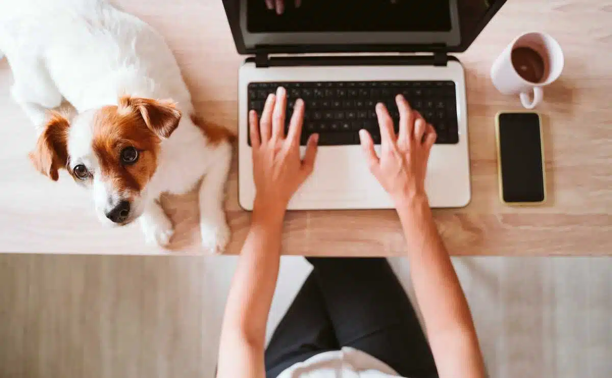 Een vrouw op de computer die met hond in schoot boven het hoofd typt.