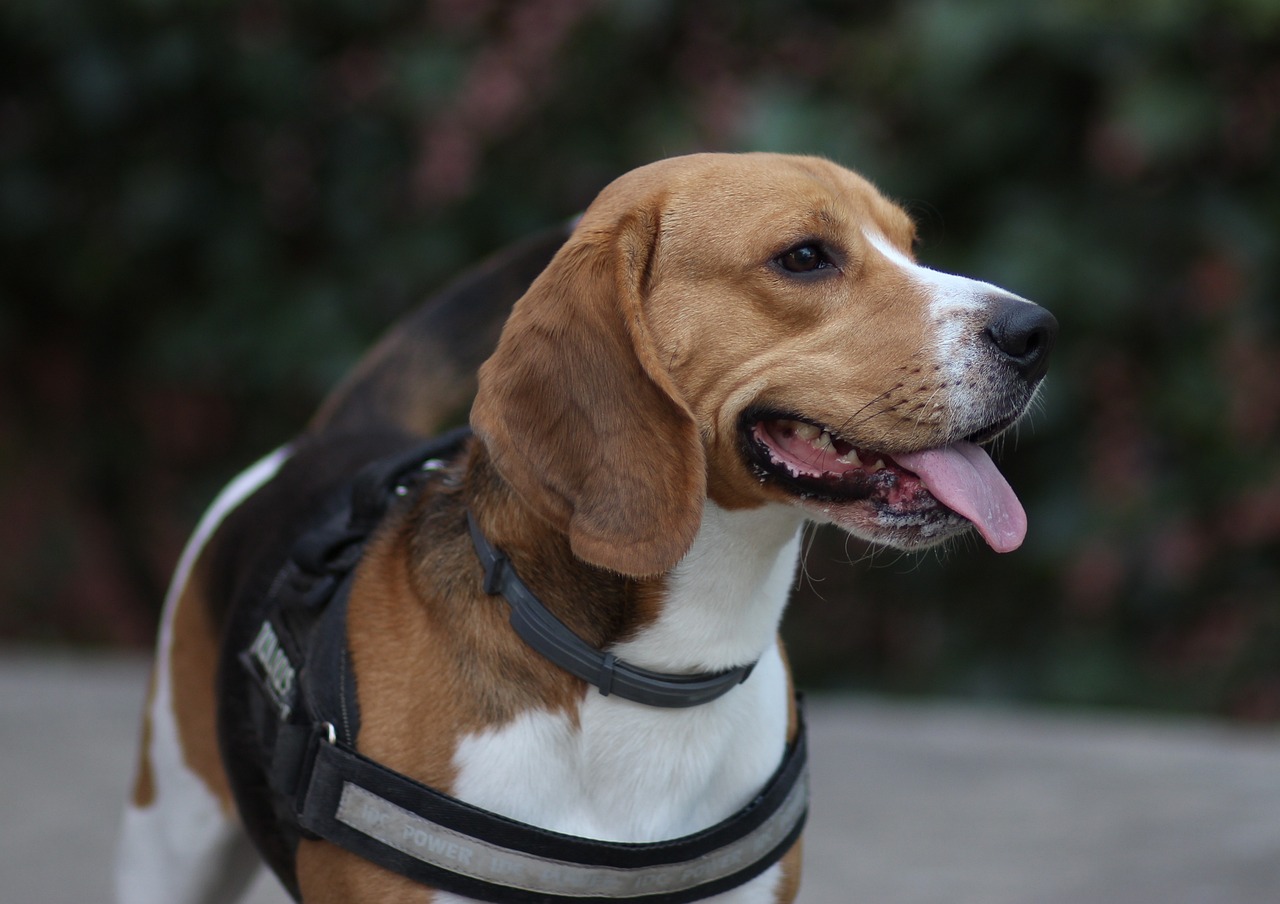 Hoe een Beagle te helpen gewicht te verliezen