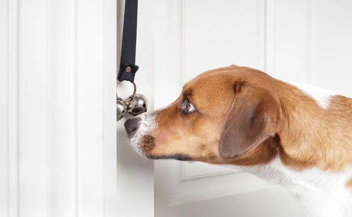 Hond die neus gebruikt om bel op deur te bellen.