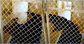 Hond draaide vier jaar lang in cirkels in zijn asielkennel