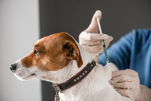 Vaccins voor honden 