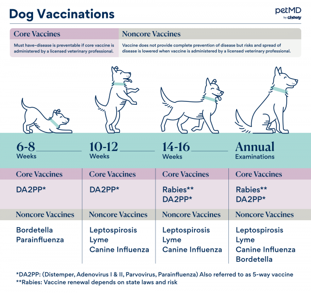 Vaccinatieschema voor honden