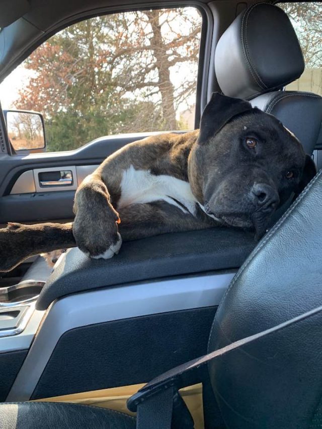 De hond van de redding in de auto