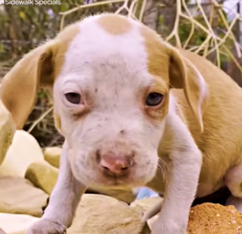 Schuddende puppy op stapel stenen verheugt zich als hij warm en veilig is
