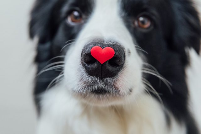 Valentijnscadeaus voor honden