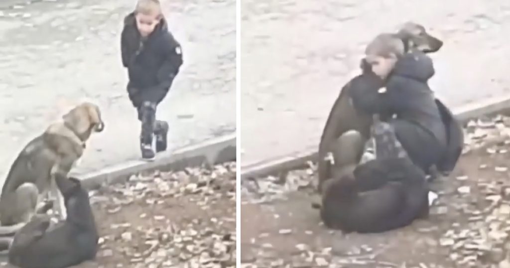 'Vreemdeling' ziet kleine jongen stoppen om een paar straathonden te knuffelen op weg naar school