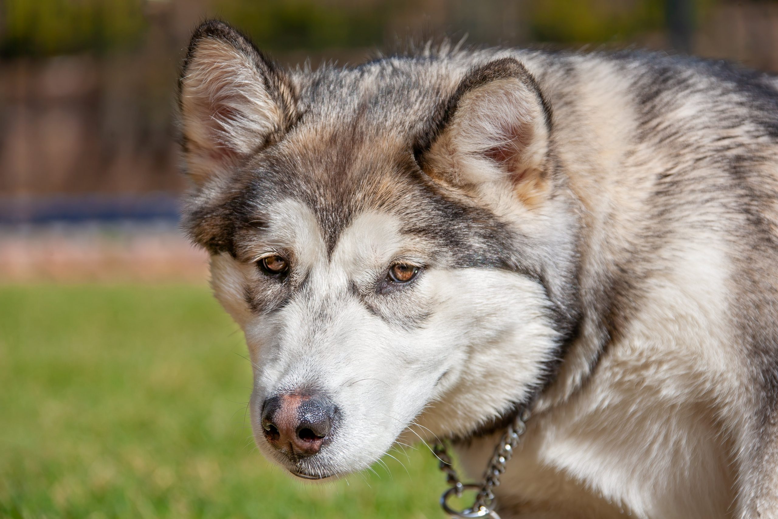 Zijn Alaskan Malamutes de slechtste hond? –Iets om over na te denken