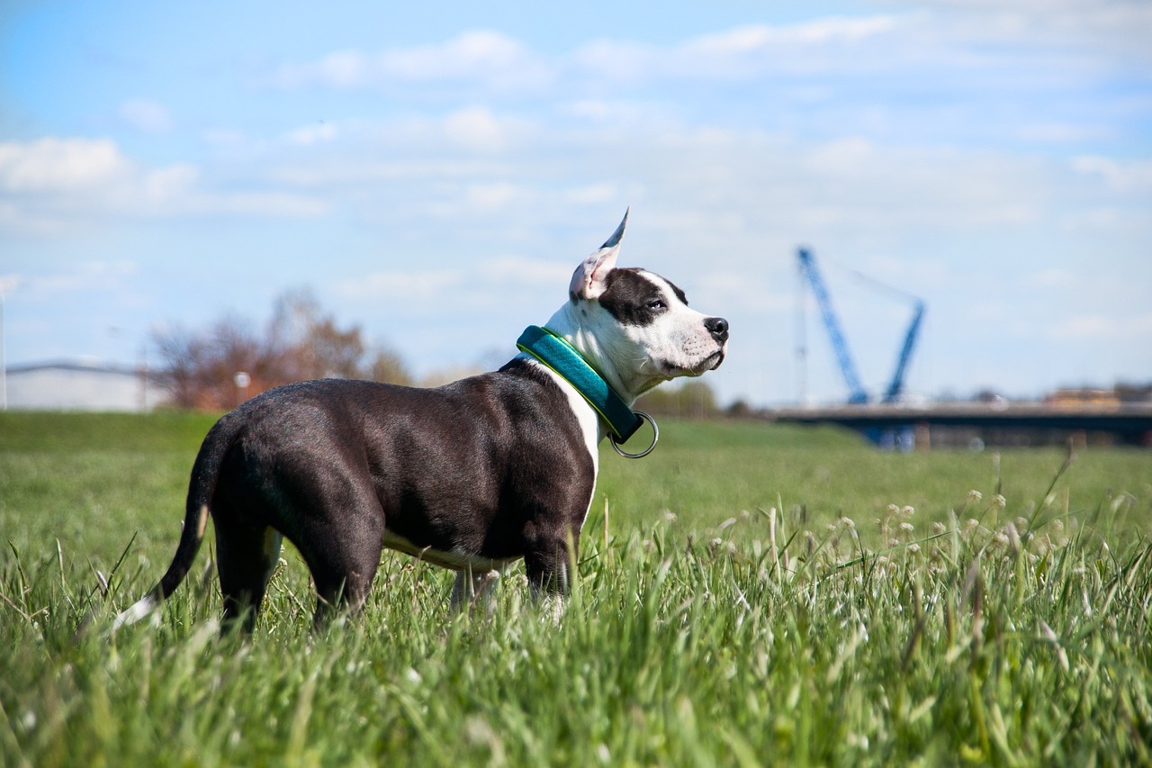 Zijn American Staffordshire Terriers de slechtste hond? –Iets om over na te denken