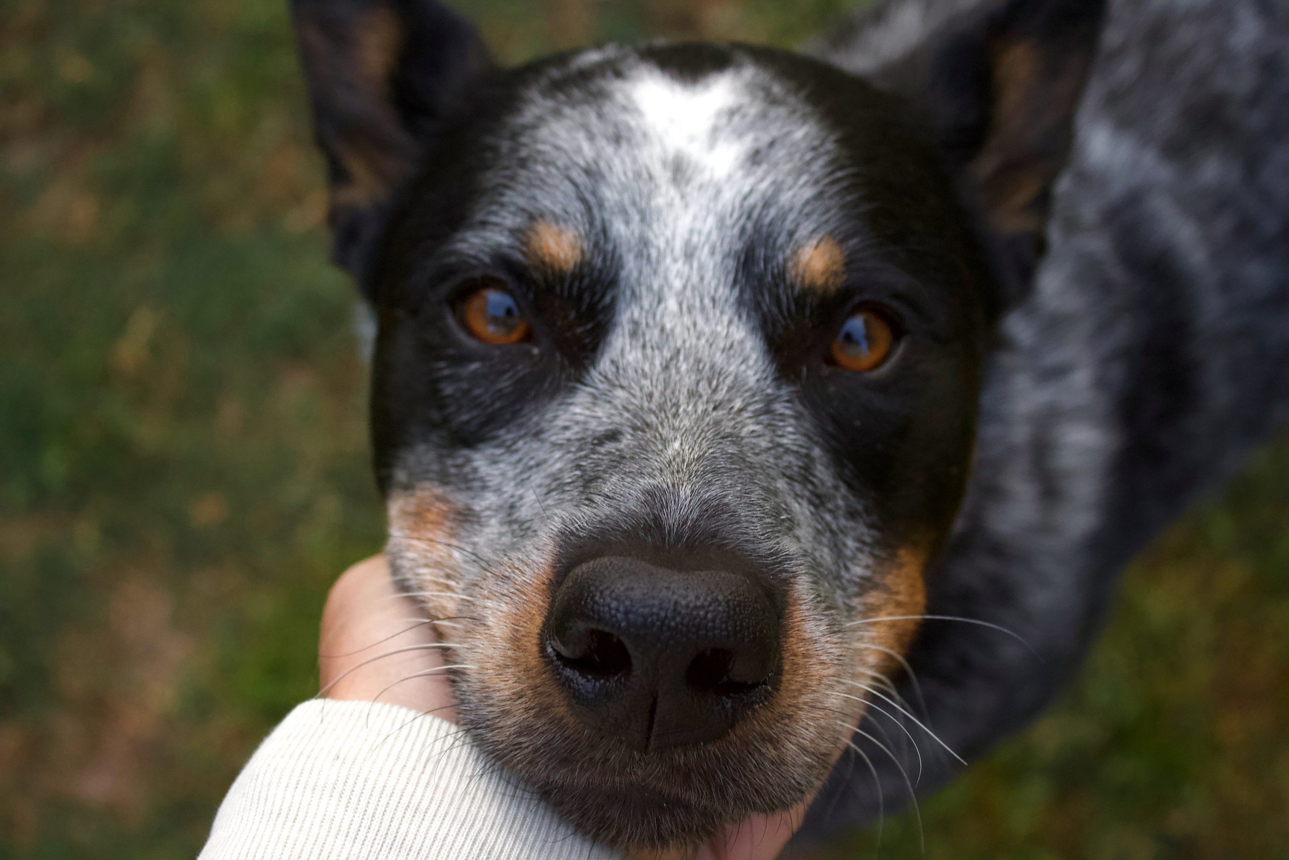 Zijn Australische veedrijvershonden de slechtste hond? –Iets om over na te denken