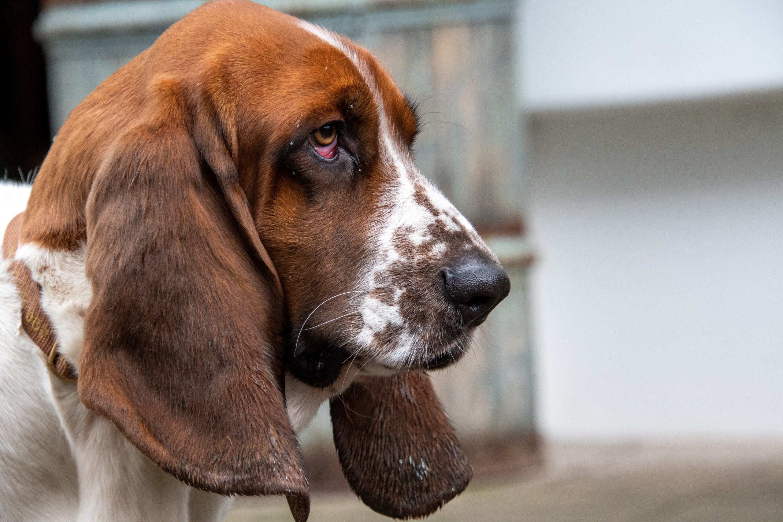 Zijn Basset Hounds de slechtste hond? –Iets om over na te denken